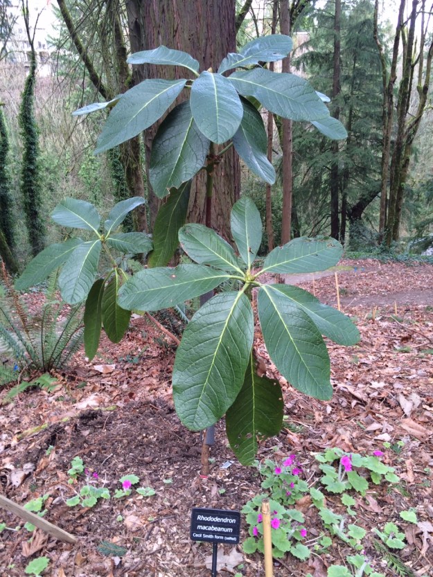 There are several selections of the large leaved Rhododendron macabeanum.  This one is by Cecil Smith of the self-named garden near Newberg.