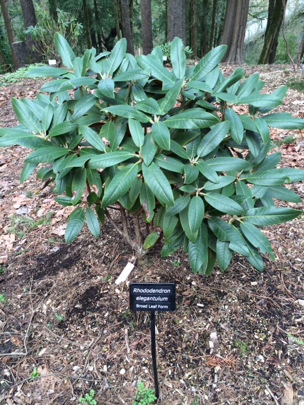 A large leaf form of Rhododendron elegantulum its foliage living up to its name.