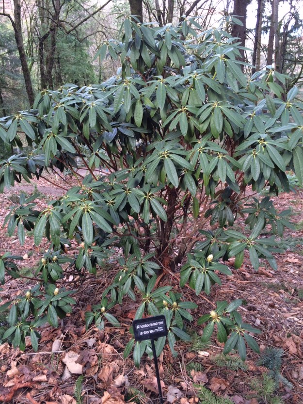 Another form of R. arboreum this time selected by Warren Berg from Washington.  In its native habitat these can grow to be over 90' tall 