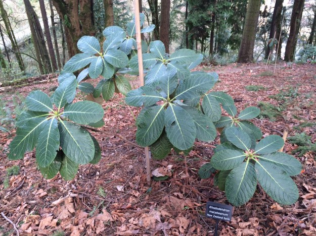 R. macabeanum New Zealand Form.  How's it different?  I guess we'll find out.