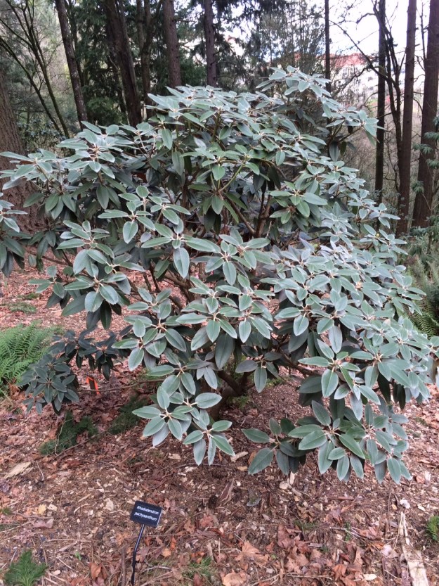 This 5' tall specimen R. pachysanthum is on the opposite side of the stairs from the R. dauricum. The slightly hairy surface gives the leaves an over all 'shiny' appearance.