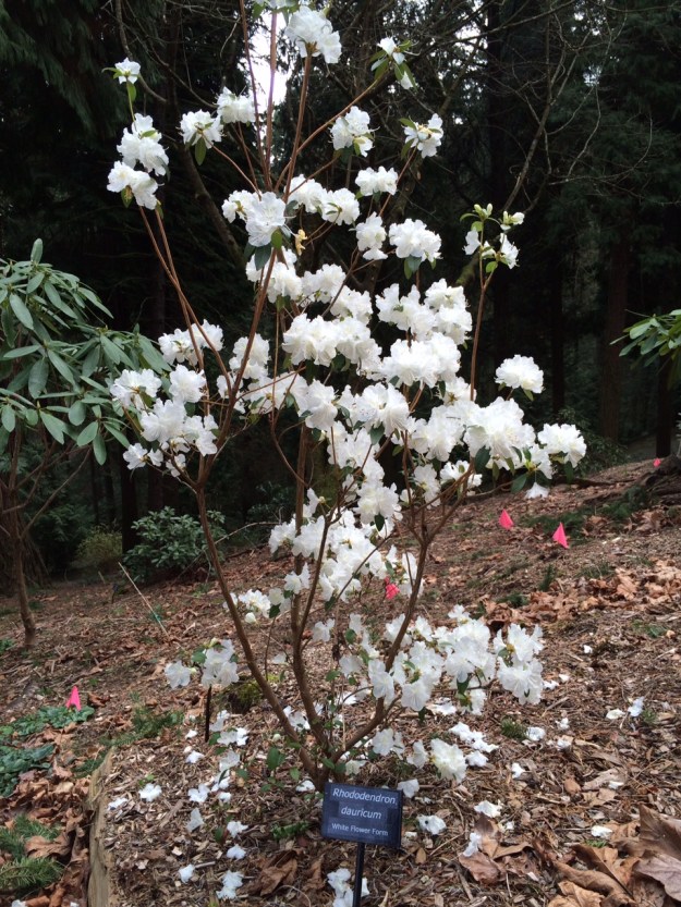 The white flower form of R. dauricum.  This is another one of the exceptions here as it grows across an extensive area across Asia, north of the Himalayas and, it is 'semi-deciduous'.  See it soon.  You can't miss it in bloom near the top of the stairs.