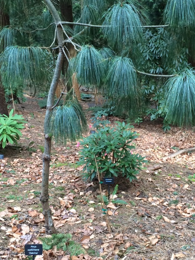 Pinus wallachiana 'Zebrina' planted in a 'hole' in the high Doug Fir canopy.