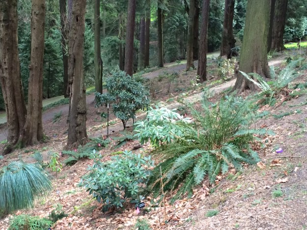 This view gives you some idea of the slope. It's taken from the top gravel path, just below the return side of 'The Coming of the White Man' loop road. You can see the two lower paths and, center far left, the last leg of Stearns Rd.