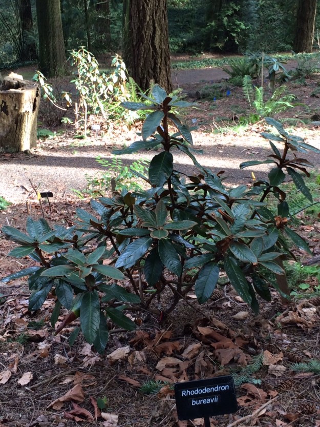 R. bureavii.  It's helpful that this one is right next to R. bureaviodes for comparison purposes.  Both have a dark heavy 'red' indumentum.