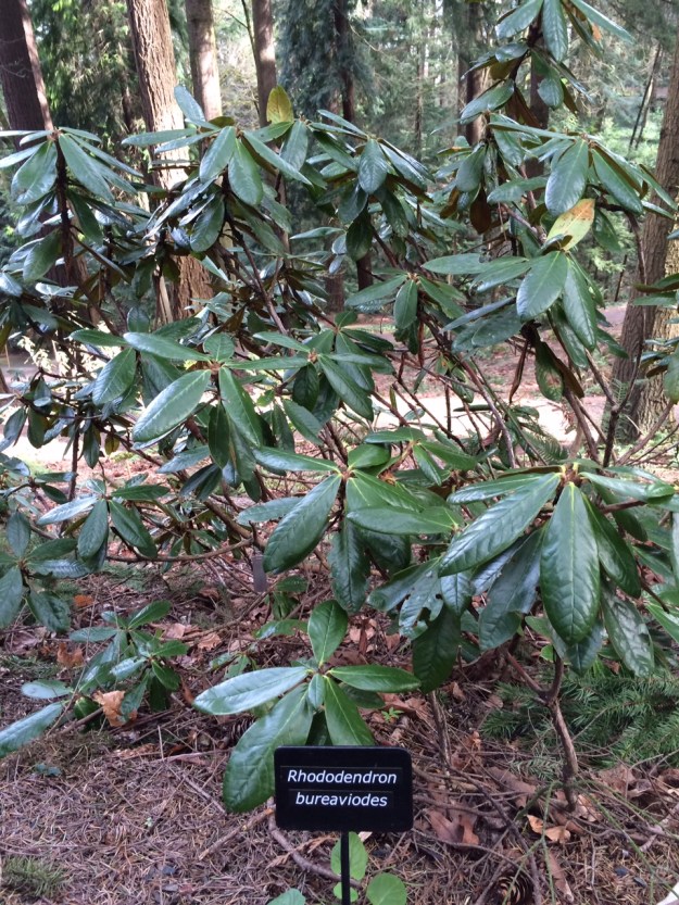 R. bureaviodes as the description says, very similar to R. bureavii only with larger leaves.  When names are this close it makes it hard for me to keep them separate.