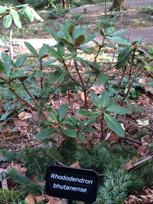 R. bhutanense.  Guess where this one's from....  Bhutan! at over 10,000' in the Himalayas just south of Tibet.  Another small plant that can get 10' or so.