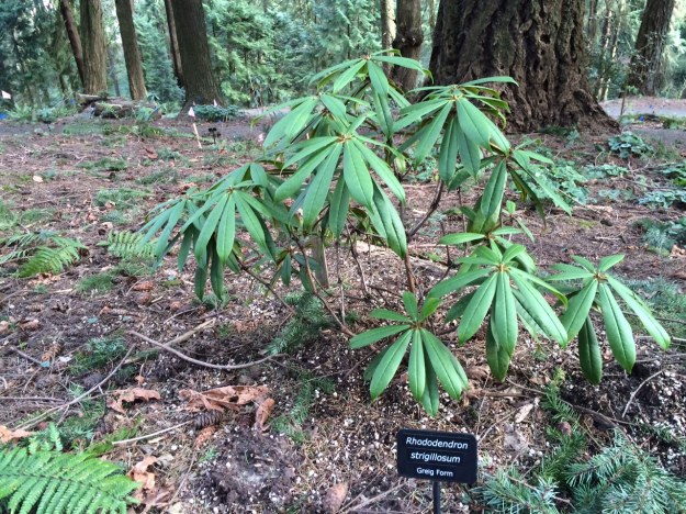 R. strigillosum Grieg's Form