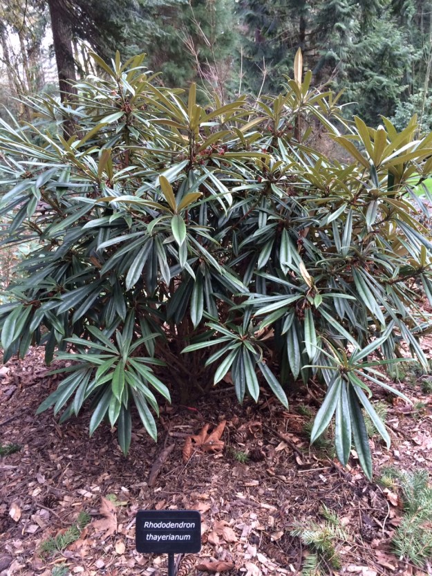 R. thayerianum has wonderful glossy narrow leaves with a prominent mid-rib. The leaves stand out in whorls to great effect!