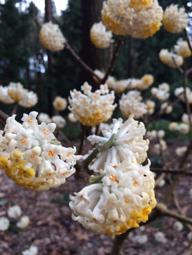 Edgeworthia chrysantha in fabulous bloom!