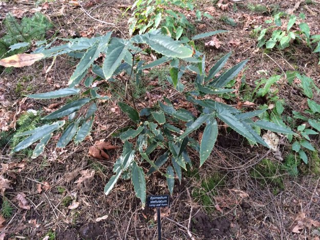 Epimedium stellulatum Long Leafed Form.  This one is of larger stature than the E. wushanense