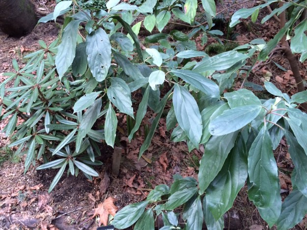 A good sized Viburnum cylindricum with amazing leaves growing alongside a R. taliense.
