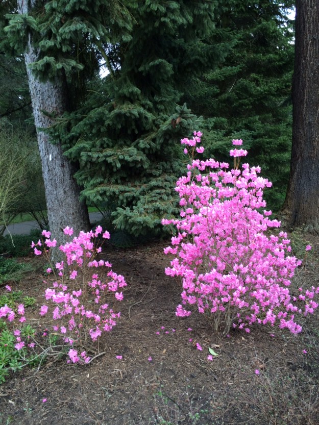 These early blooming R. mucrunolatum 'Cornell Pink' are just south of the beginning of the 'Coming of the White Man' loop on SW Wright St. There is a small parking area below the sculpture, other wise you should park at any of the nearby metered parking.