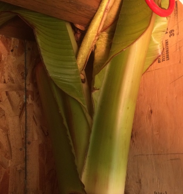 This shows the second flush of growth in the basement after I cut it a month earlier.  