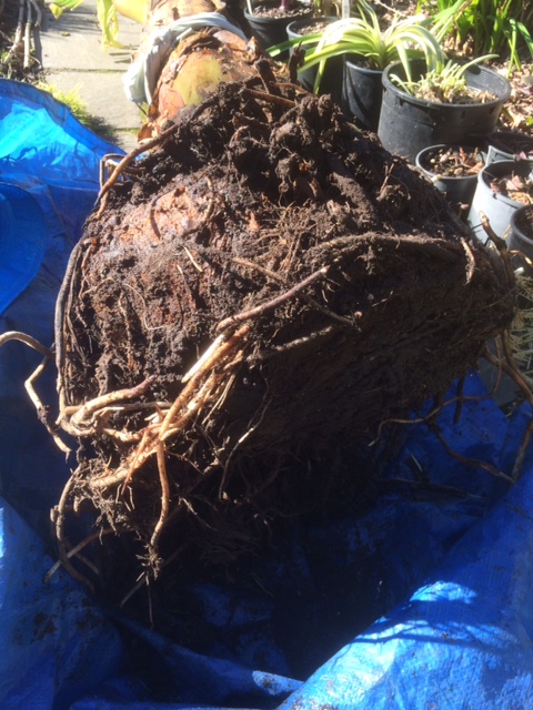 Okay, this seemed heavier than last year.  I stand the Banana up, bear hug it, and lift it one step, move forward and repeat seven times!!! Here you can see how the roots as well grow through the winter in its diaper.   One of these years I should weigh it, first when I dig it and later when I plant it so you can see how much respiration and transpiration happens during winter storage.