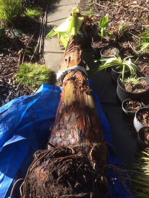 When I pull the diaper away you can see how wet the banana is.  I left it sitting in the sun for it to surface dry so I didn't get wet bear hugging it and moving it to its hole.