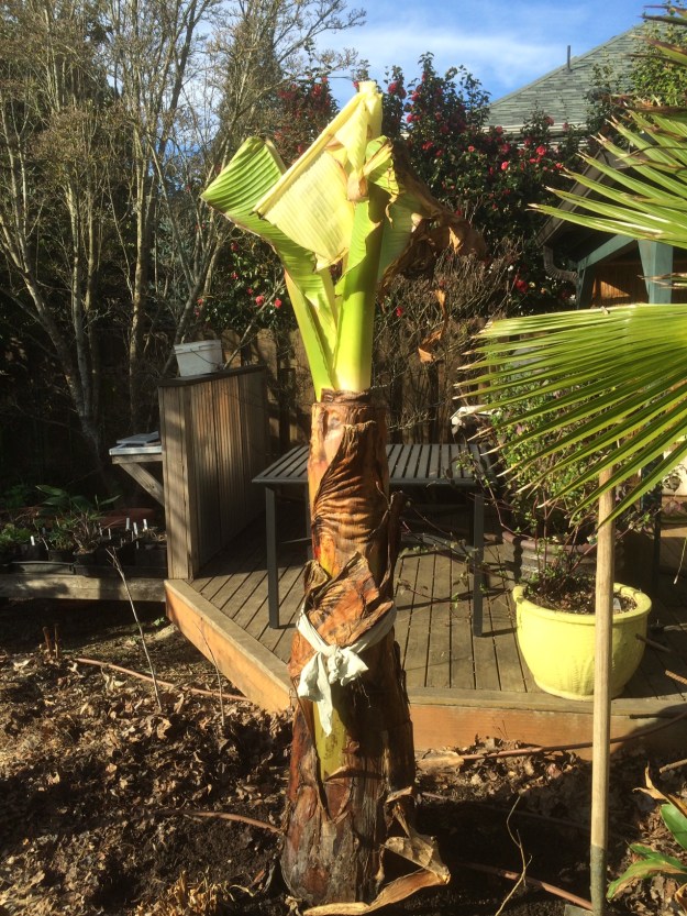 And...planted on another beautiful March afternoon. 03/16/2015