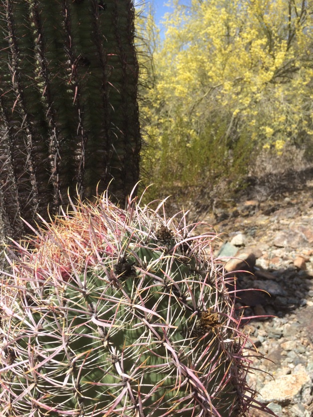 These Fish Hook Barrel, Ferrocactus wislizenii, Cactus occur all along the trails, as these are relatively low mountains.