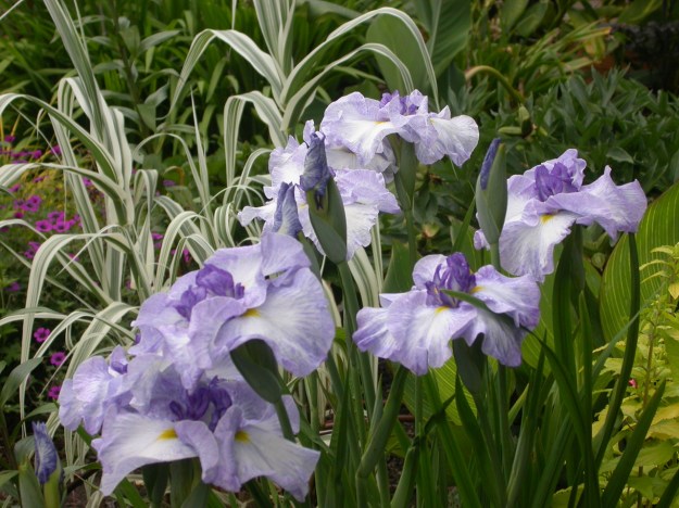 Iris ensata 'Cascade Crest' w/ Arundo donax 'Variegat' and friends
