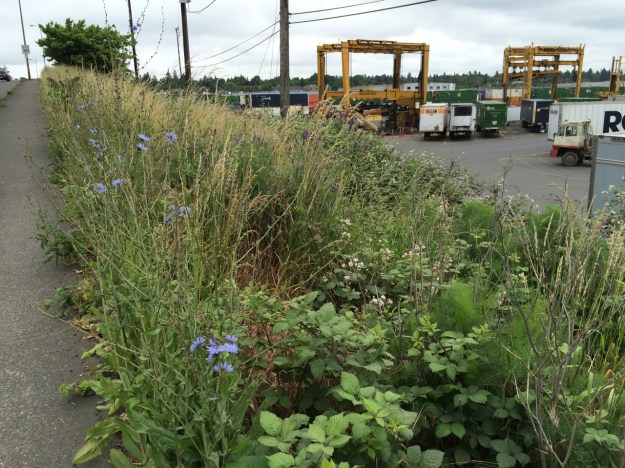 This is the section south and adjacent to the west approach. It was rough mown in early June down slope to the Blackberries and east to the Box Elder in the background. You can see the blue flowers of the Chickory.