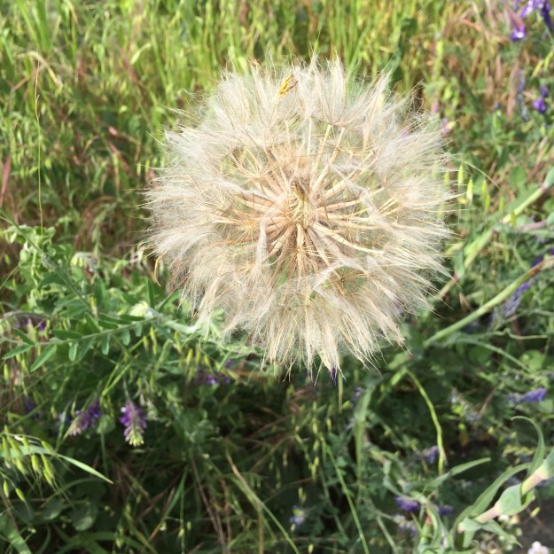 The giant sized 'Dandelion' type seed head of Oyster Plant