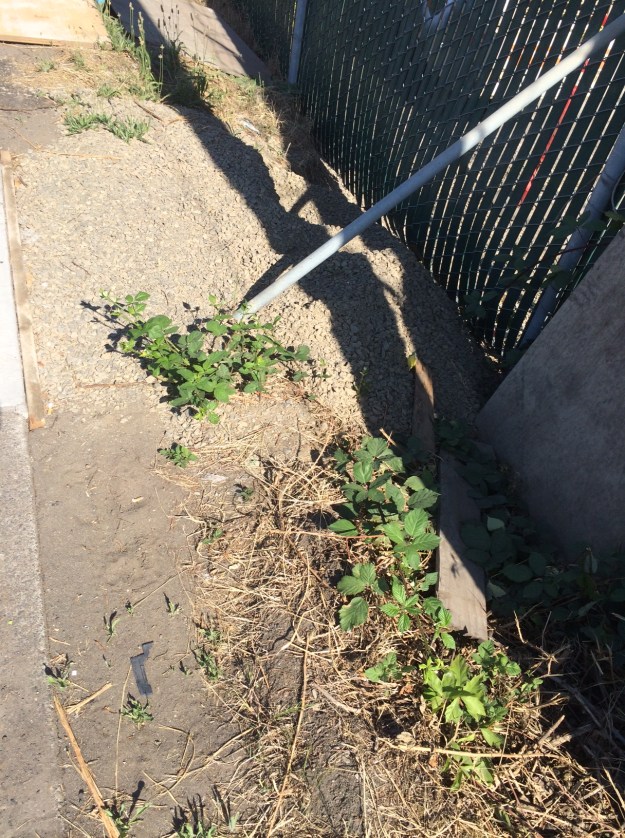 This is recent work by the Water Bureau in the South West site.  This kind of work is indicative of an undervalued landscape where back filling is done to finish grade with gravel.  This will always be a problem for landscaping efforts in the future.