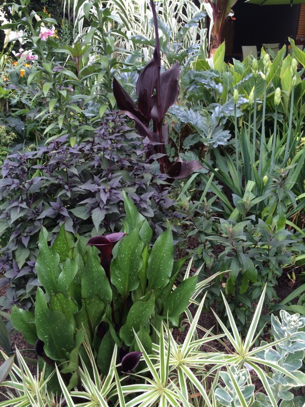 A little light sucking purple vignette with Canna 'Australia', Eupatorium 'Chocolate', and Calla 'Edge of Night'