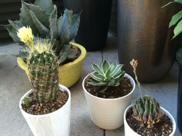 Some other patio succulents.  Look, it my first blooming Cactus, if you don't count the Night Blooming Cereus or the Christmas Cactus we've had for years.