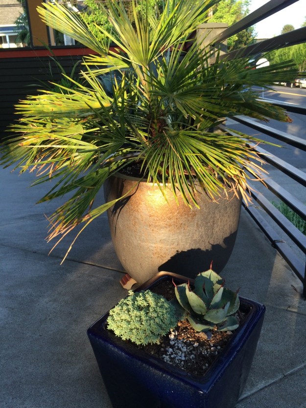 Low angled evening light on our Chamaerops humilis with a very decorative 'tie-dyed', virus induced look!  I got this from Sean years ago and don't care if it's slow and stunted.