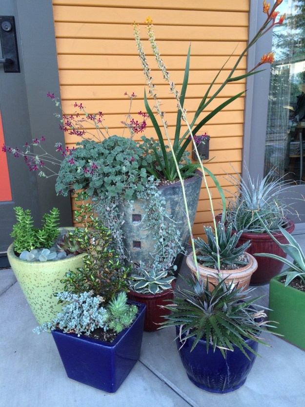 An arrangement by our front door on the patio