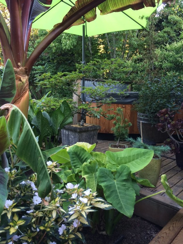 Looking across the gap in the 'L' shaped deck toward our hot tub, in its summer position and the rather sluggish Taro 'Lime Zinger'