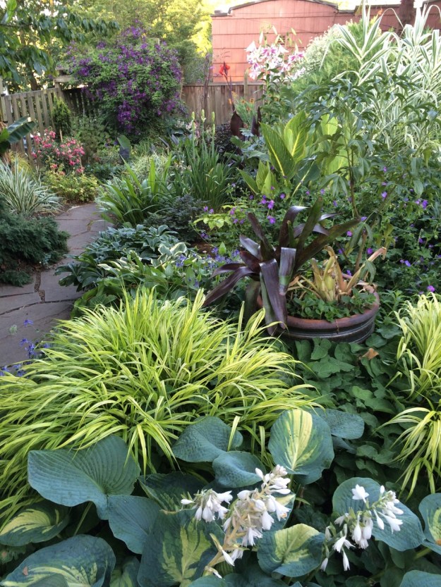I've loved this combination of Hakone Grass with Host 'Great Expectation' for years.  Now the Hosta seems to be reverting!!!  Besides the two Bromeliad members in the pot behind this vignette, is an unidentified Dendropanax with great texture that is still small and doesn't, unfortunately photograph very well.
