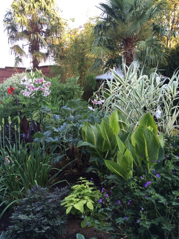 Another view across the garden featuring Canna Bengal Tiger, Arundo donax 'Variegata' and a tough but forgotten Lily looking much like a giant Stargazer.
