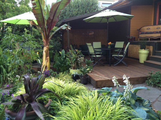 Our refurbished cedar deck, finished a month ago with our 'resident' Ensete.  Hakonechloa macra Aureola is one of the several grass like plants I use repeatedly with yellow or chartreuse color.