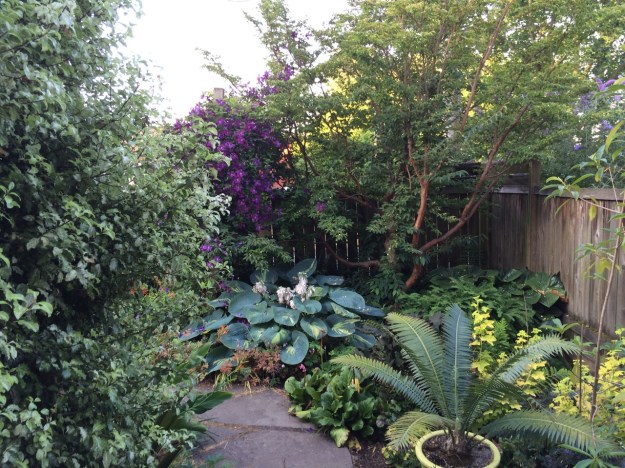 Looking south from the 'Pagoda' along the fence that needs replacement.  A very young Magnolia insignis is very slowly filling some of the space and will eventually serve to screen the neighbors duplex.  A Chusquea culeou was removed two years ago.  It was a great screen but a beast and it threatened to destroy me.  A Dioon spinulosum rests temporarily here in a pot where it is beginning push new growth.  D.s. is the fastest growing Cycad that I've tried.