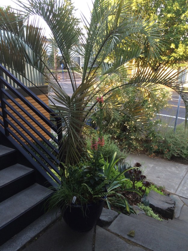 My big Butia capitata just keeps cranking along without protection.