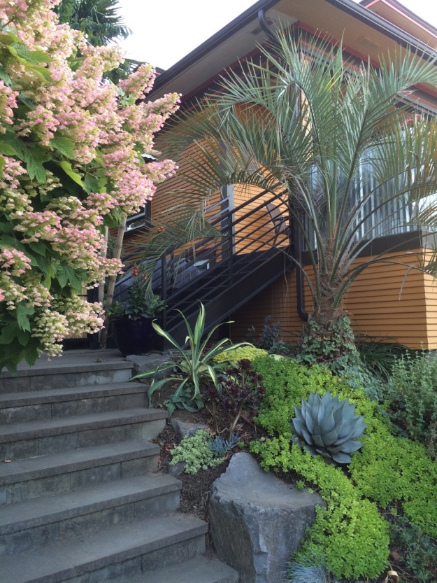 Many thought my Oak Leaf Hydrangea was a smaller leafed form, but know its the species and the magic of drought stress.  The Agave parryii 'Hauchuca Blue' is clean, unprotected and doing well since it was planted over 6 years ago.