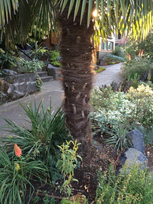 This little composition is really coming together!  Another couple of years to grow and the perfect vine on the Trachy's trunk and I'm done.  It's joined by Kiniphofia 'Coral Glow', Phlomis 'Sunningdale Gold', a Puya venusta I'll move in for the winter, Olearii haastii, Stacyhs 'Primrose Herron', and a new Ascelpias speciosa