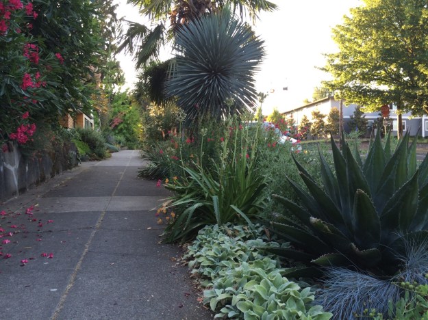 Looking east up the sidewalk along my dry borders.  The beautiful green agave is A. montana, or so it was lableled, and is 15(?) years old, the best and cleanest performer I have.