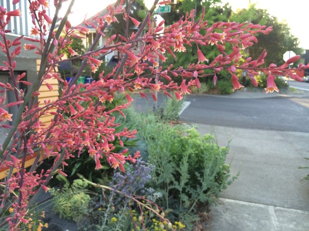 Hesperaloe parviflora.  This is one tough, drought resistent, sun loving, cold tolerant Agave relative and it blooms much of the summer to the delight of resident Hummingbirds!