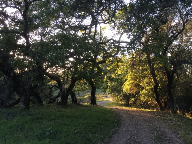 Oak Savanna on a dry hilltop in Shiloh Ranch Regional Park, Sonoma County, California.  