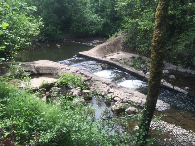 Errol Creek in SE Portland before it joins Johnson Creek its flow highly modified by us.