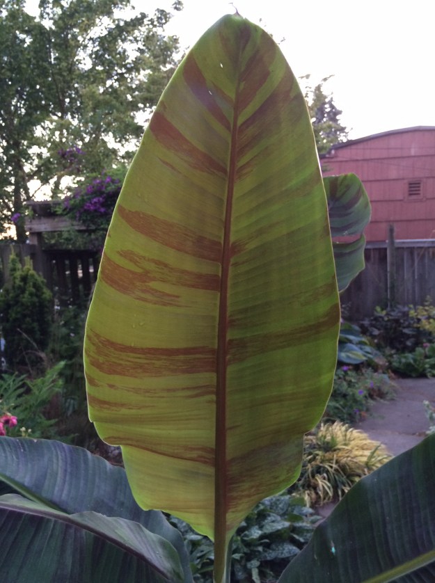 Musa sikkimense 'Red Tiger' with soft back light