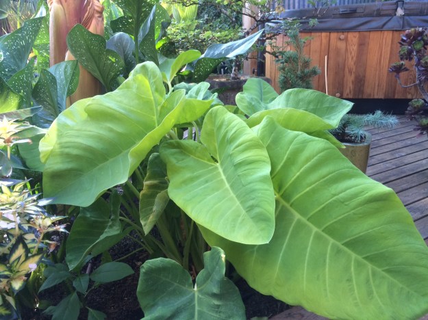 Taro, Xanthosoma 'Lime Zinger'