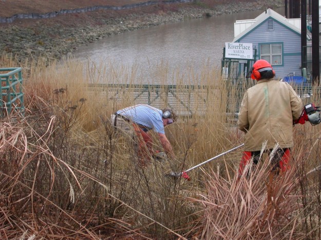 Cutting down the one acre plus of ornamental grasses above Riverplace Marina, Feb. of '03