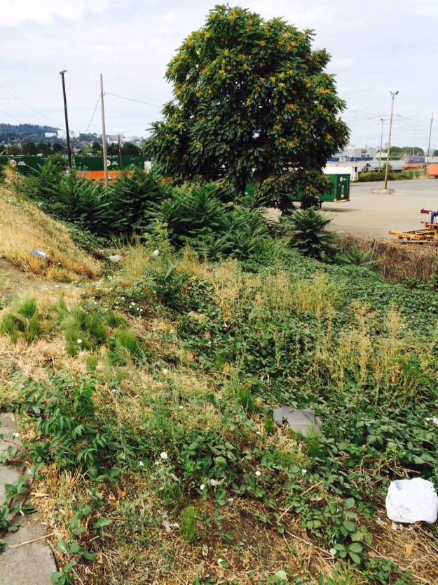 Holgate Overpass - the northeast approach. This was taken Aug. 28 of the landscape cut down in April showing regrowth in a hot drought year.