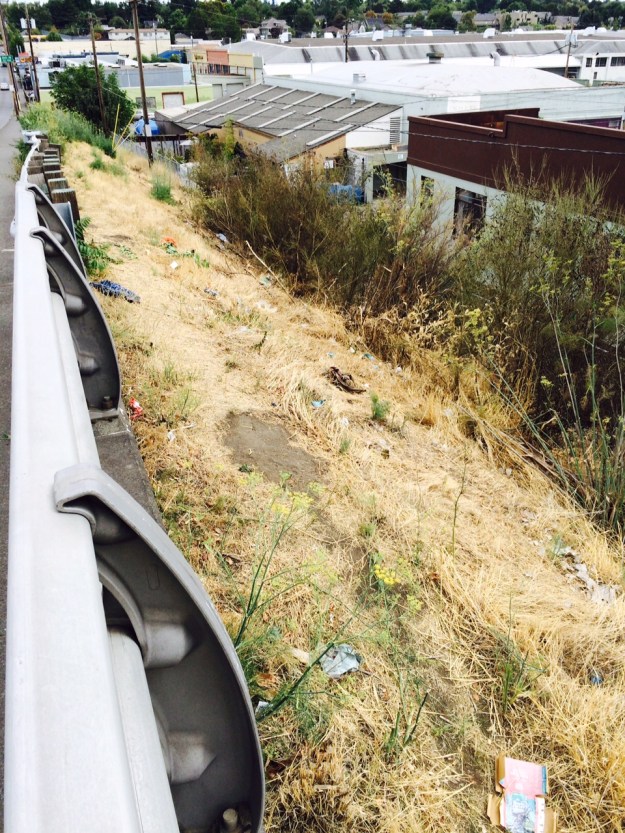 The southeast approach the dormant cool season grasses, Scotch Broom along the lower fenceline heavy with dark dry pods. Fennel stretches to the east around the 'volunteer' English Walnut tree.