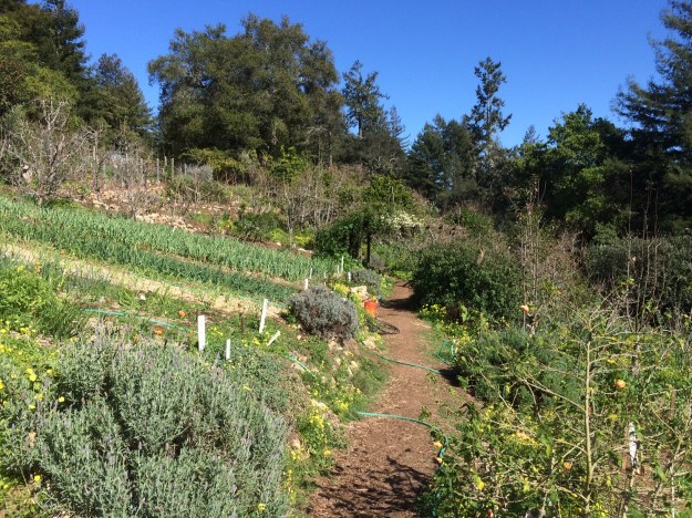 This is the teaching garden of the UC at Santa Cruz's Agroecology program. They also operate a farm on campus conducting research, providing internships and a variety of undergraduate and graduate progams as well community education and outreach.