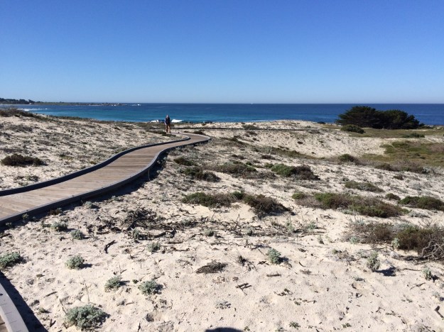 People often don't even think of sand as soil, but it is. This is a picture of the ongoing dune reclamation project at Asilomar on the Monterey peninsula. Propagating much of the material they use on site, including several threatened endemics, they are successfully keeping invasives at bay and minimizing the damage to the surface soil crust that even casual visitor use can inflict.