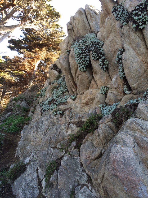 This fractured rock face has a northerly aspect and is kept relatively cool by its proximity to the Pacific. This is at Point Lobos. Dudleya farinosa grows on its face, the 'soil' it needs is adequate and its roots slowly work to produce more, shedding organic tissue and raising the acidity of its own cramped little 'rhizosphere'. The Dudleya is further aided by being a CAM plant matching its needs with limited resources available to it.